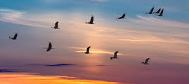 When some birds like the Indian peafowl enjoy an upswing, majority of birds face a decline in numbers, according to the recently released "State of India's Birds 2023" report. Based on data contributed by around 30,000 birdwatchers, this comprehensive report identifies concerning patterns in bird populations, highlighting the precarious state of raptors, migratory shorebirds, and ducks.